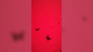 Escort cinese Parte 2