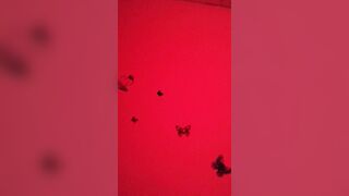 Escort cinese Parte 2