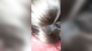 Il puttaniere se lo fa succhiare dalla troia