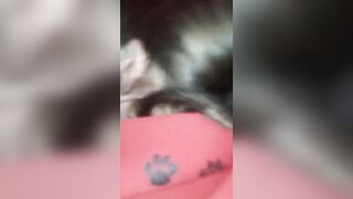 Il puttaniere se lo fa succhiare dalla troia