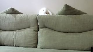 Brunetta in lingerie si masturba davanti alla telecamera