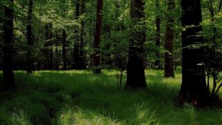 Anteprima del video: nel bosco di notte , IRENE e sconosciuti