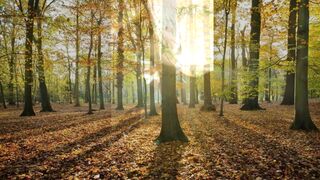 nel bosco di notte , IRENE e sconosciuti