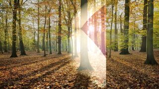 nel bosco di notte , IRENE e sconosciuti