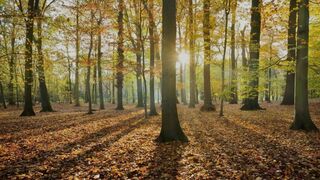 nel bosco di notte , IRENE e sconosciuti