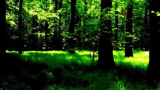 nel bosco di notte , IRENE e sconosciuti