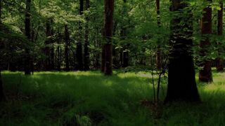 nel bosco di notte , IRENE e sconosciuti