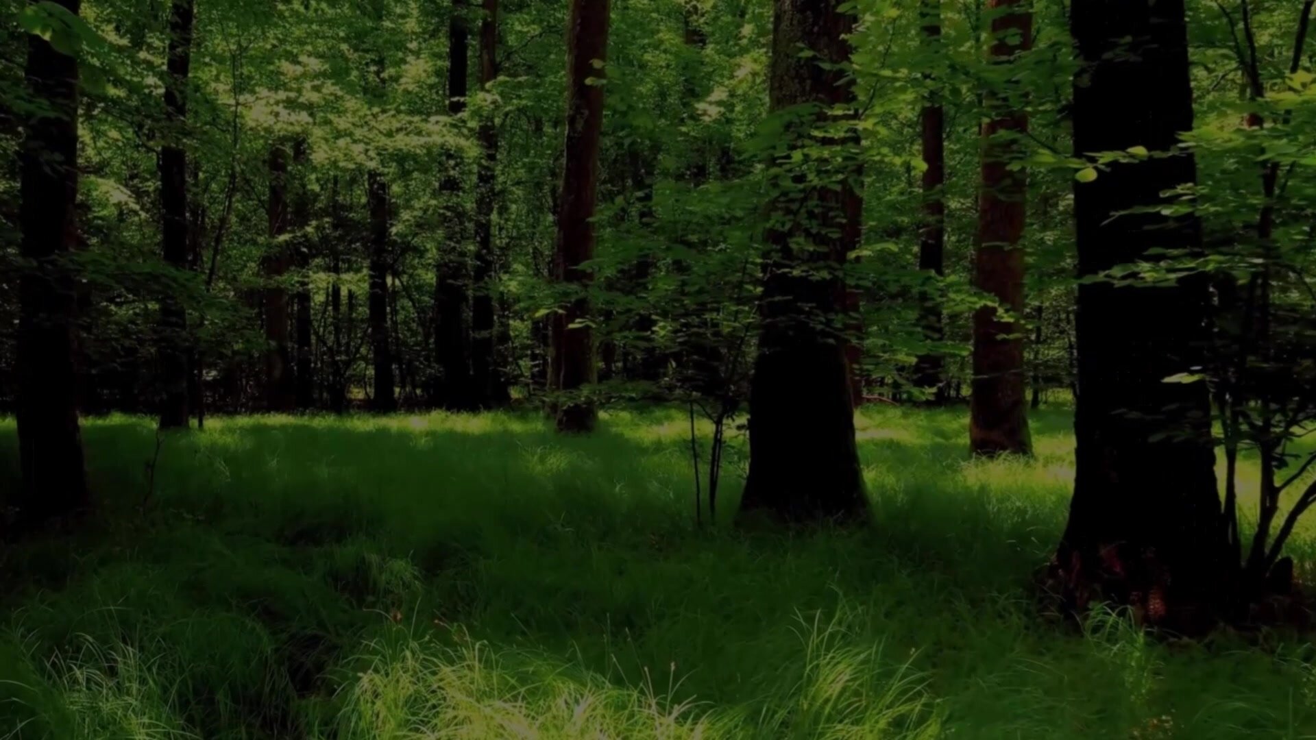 nel bosco di notte , IRENE e sconosciuti