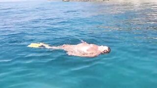 Anteprima del video: Una papera che galleggia