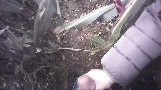 Sega all'interno di un campo di mais con diversa gettata di sborra