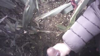 Sega all'interno di un campo di mais con diversa gettata di sborra