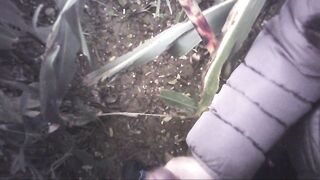 Sega all'interno di un campo di mais con diversa gettata di sborra