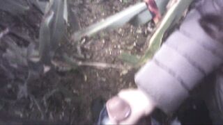 Sega all'interno di un campo di mais con diversa gettata di sborra