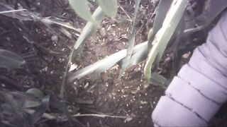 Sega all'interno di un campo di mais con diversa gettata di sborra