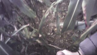 Sega all'interno di un campo di mais con diversa gettata di sborra