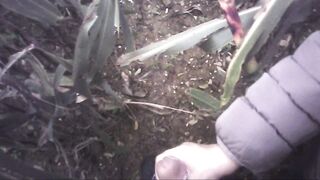 Sega all'interno di un campo di mais con diversa gettata di sborra