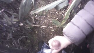 Sega all'interno di un campo di mais con diversa gettata di sborra